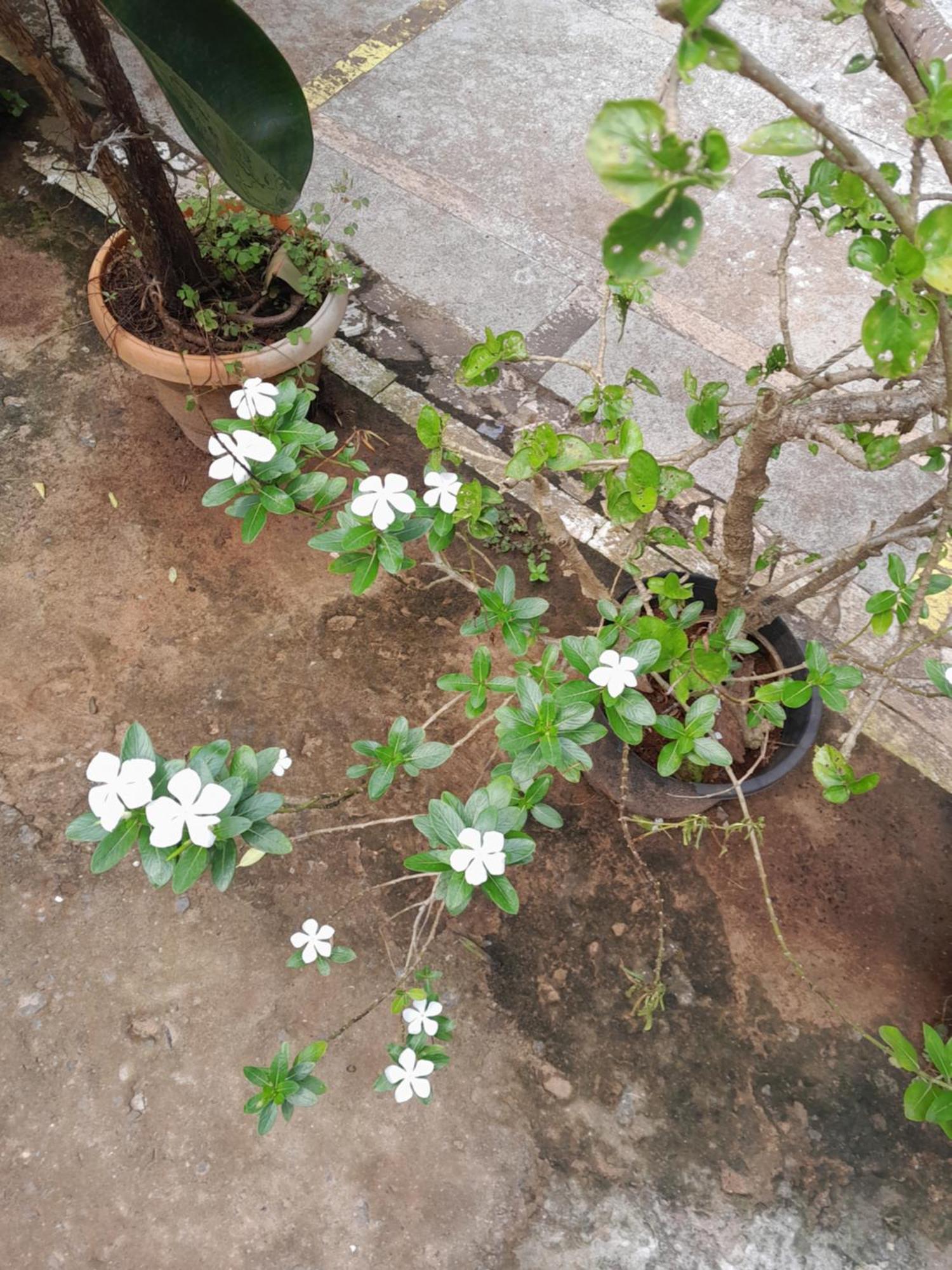 Ivon Guest House 阿姆波尔 外观 照片